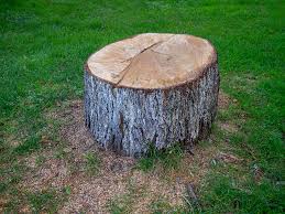 Best Tree Preservation Services  in Sturgeon Bay, WI