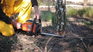 Best Tree Risk Assessment  in Sturgeon Bay, WI