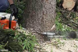 Leaf Removal in Sturgeon Bay, WI