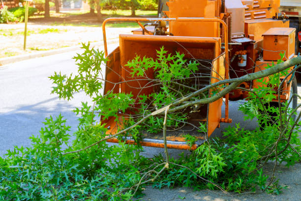 Best Tree Health Inspection  in Sturgeon Bay, WI