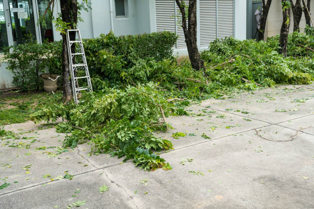 How Our Tree Care Process Works  in  Sturgeon Bay, WI