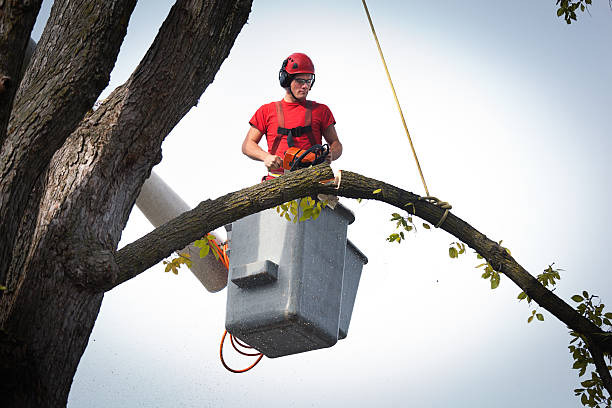 Best Stump Grinding and Removal  in Sturgeon Bay, WI