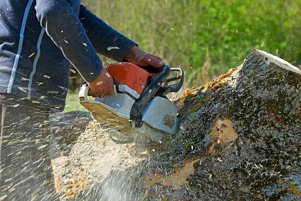 Sturgeon Bay, WI Tree Services Company