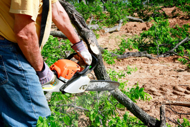 Best Tree Removal  in Sturgeon Bay, WI
